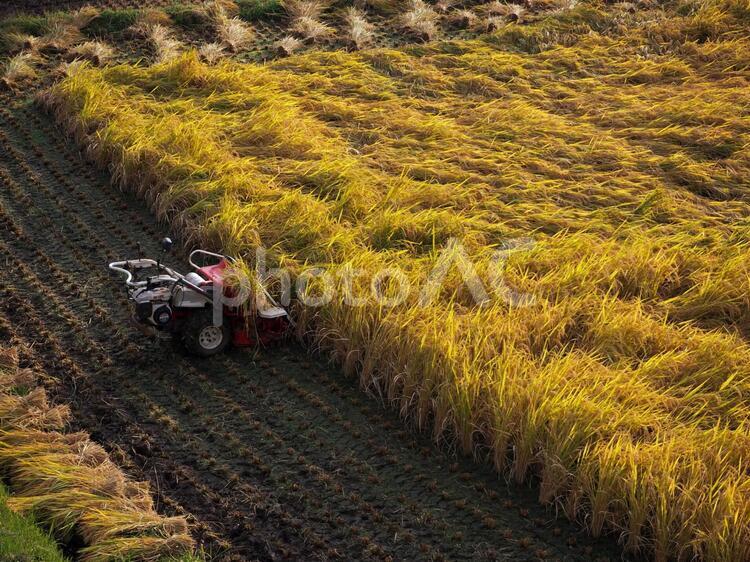稲刈り中の耕運機02 稲刈り,耕運機,田んぼの写真素材