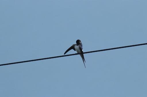 電線で休んでいるツバメ 電線で休んでいるツバメ ツバメ,鳥,野鳥の写真素材