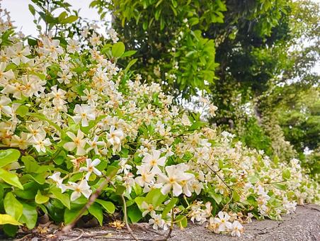 香る花 香る花 花壇,園芸,ジャスミンの写真素材