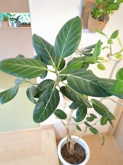 大型観葉植物フィカスベンガレンシス10号 大型観葉植物フィカスベンガレンシス10号 大型観葉植物,観葉植物,フィカスベンガレンシスの写真素材