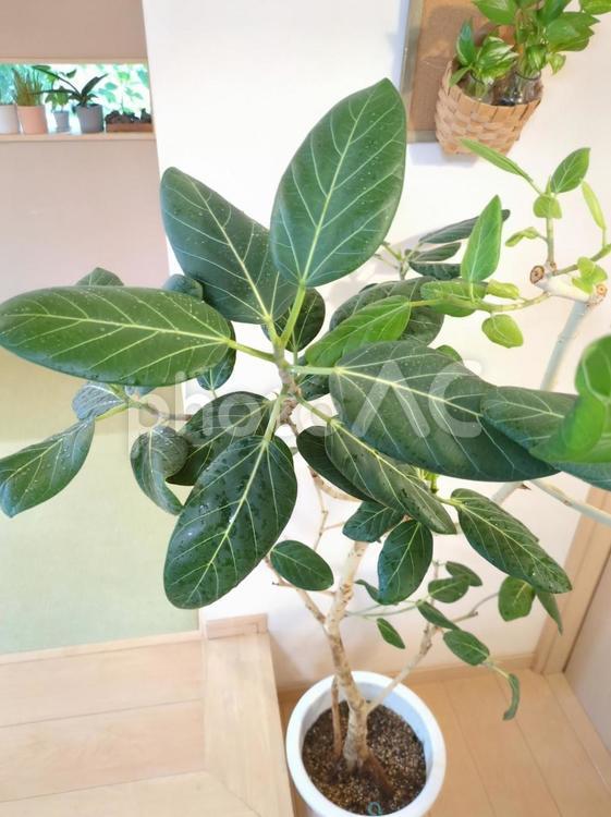 大型観葉植物フィカスベンガレンシス10号 大型観葉植物フィカスベンガレンシス10号 大型観葉植物,観葉植物,フィカスベンガレンシスの写真素材