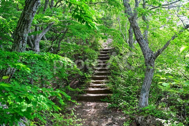 新緑の袋田の滝（茨城袋田） 新緑,山道,自然の写真素材