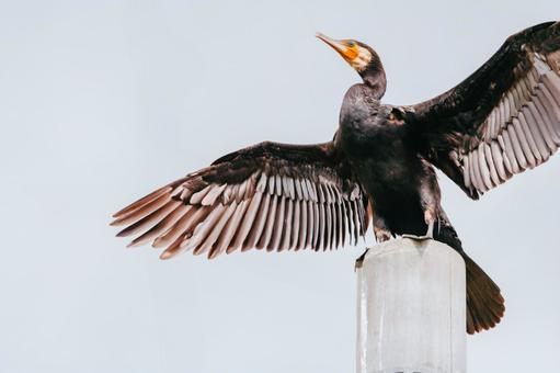 Photo, a cormorant, cormorant, bird, 