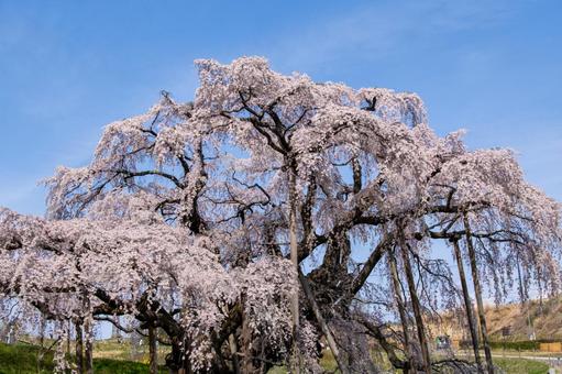 三春町の滝桜 三春町の滝桜 滝桜,満開,爛漫の写真素材