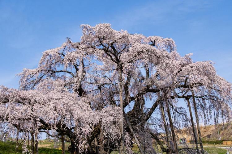 三春町の滝桜 滝桜,満開,爛漫の写真素材