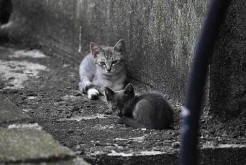 走島のにゃんこ達 走島のにゃんこ達 哺乳類,癒される,猫の写真素材