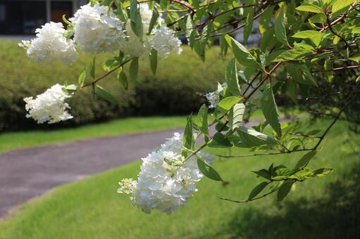 ミナヅキ ミナヅキの写真