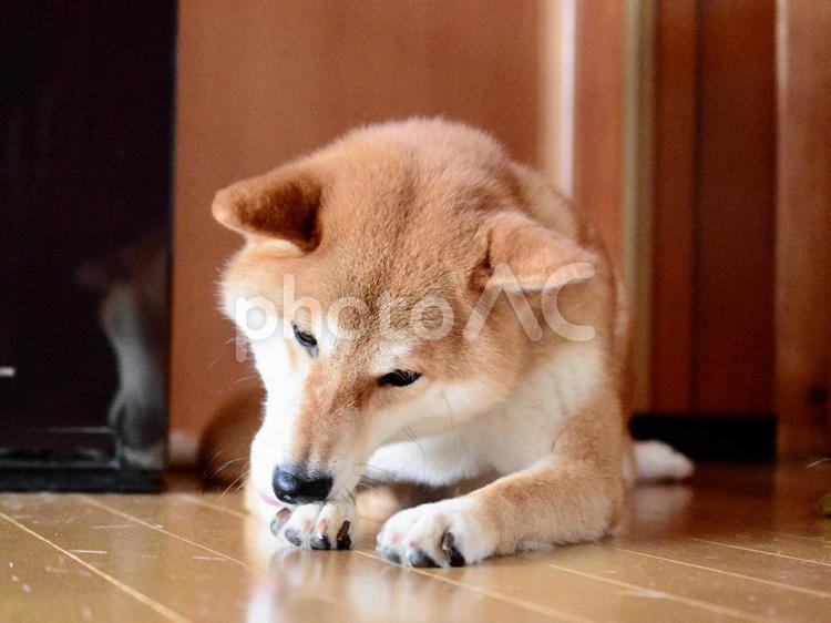 手をかみかみしている柴犬 柴犬,犬,日本犬の写真素材