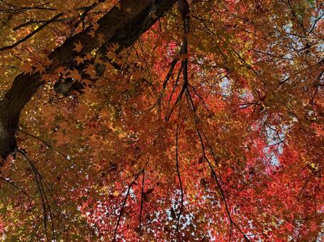空一面の彩り 秋,紅葉,もみじの写真素材