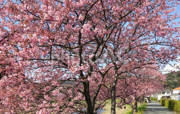 南伊豆町の河津桜４ 河津桜,青空,早咲きサクラの写真素材