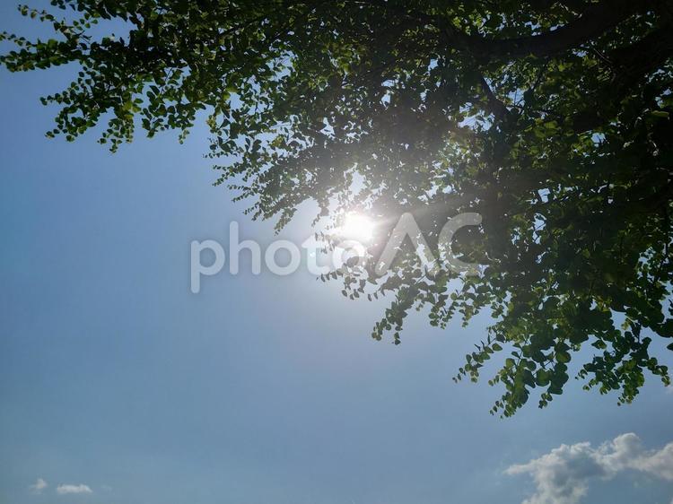 木から差し込む日差し　青空 木,木漏れ日,太陽の写真素材