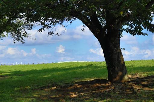 夏の木陰の写真