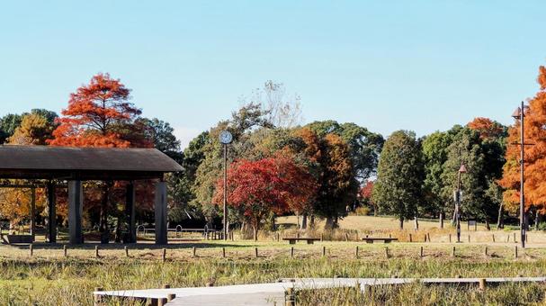 秋の水元公園・木々の紅葉（東京都葛飾区） 秋,水元公園,紅葉の写真素材