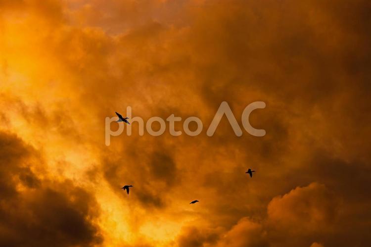 渡り鳥と空の風景 鳥,空,野鳥の写真素材