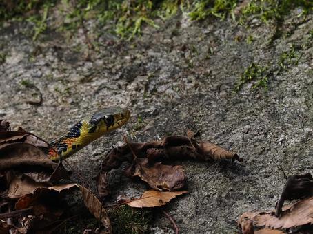 ヤマカガシ ヤマカガシ ヤマカガシ,蛇,生き物の写真素材