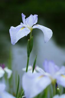 Bloom as a cocoon, JPG Bloom as a cocoon, plant, natural, flower, JPG
