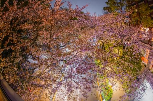 Cherry blossom arch and street, JPG Cherry blossom arch and street, JPG