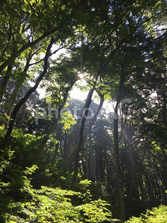 木漏れ日 木漏れ日,登山,木の写真素材