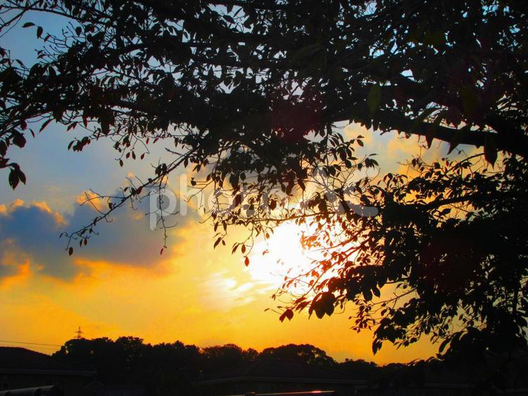 夕焼けと桜の木の影 雲,曇り空,夕方の写真素材