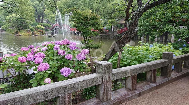 あじさいと噴水 紫陽花,あじさい,アジサイの写真素材