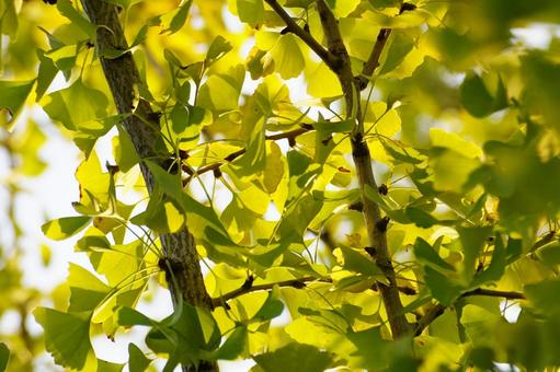 イチョウの葉 イチョウ,葉,黄葉の写真素材