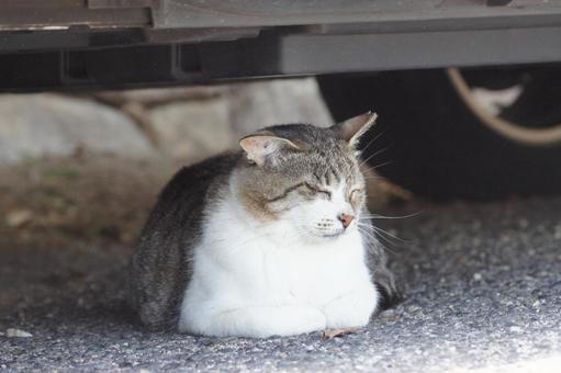 ねこ ねこ のらねこ,にゃんこ,可愛いの写真素材
