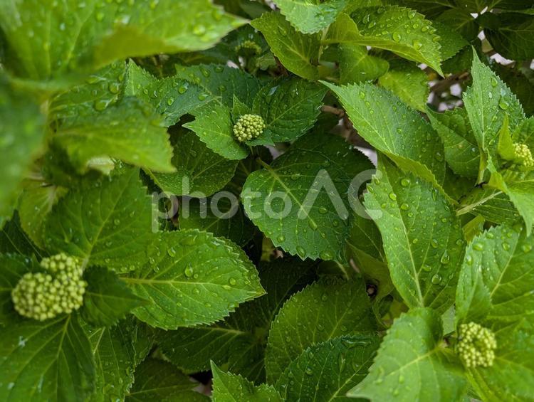 雨に濡れる紫陽花のつぼみ あじさい,紫陽花,アジサイの写真素材