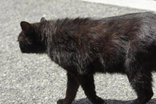 ねこ ねこの写真