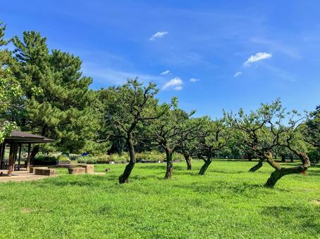 砧公園 東京都世田谷区 8月 砧公園 東京都世田谷区 8月の写真