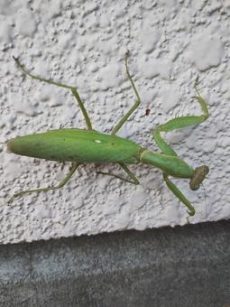 カマキリお母さん カマキリ,カマキリお母さん,外壁の写真素材