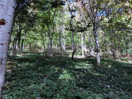 洞爺湖の中島の山林 木々,自然,北海道の写真素材
