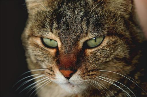 猫のご尊顔 猫のご尊顔の写真
