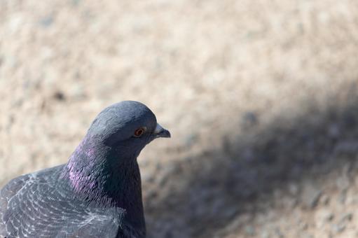 鳩 鳩の写真