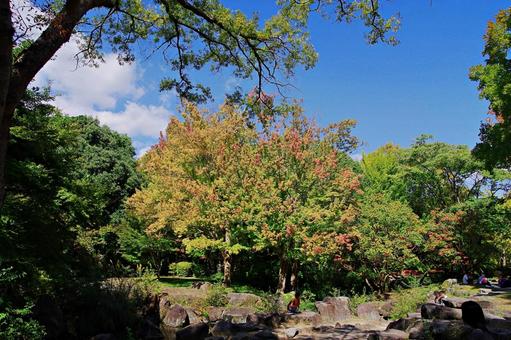 秋の始まり 秋の始まり 紅葉,始まり,秋の写真素材