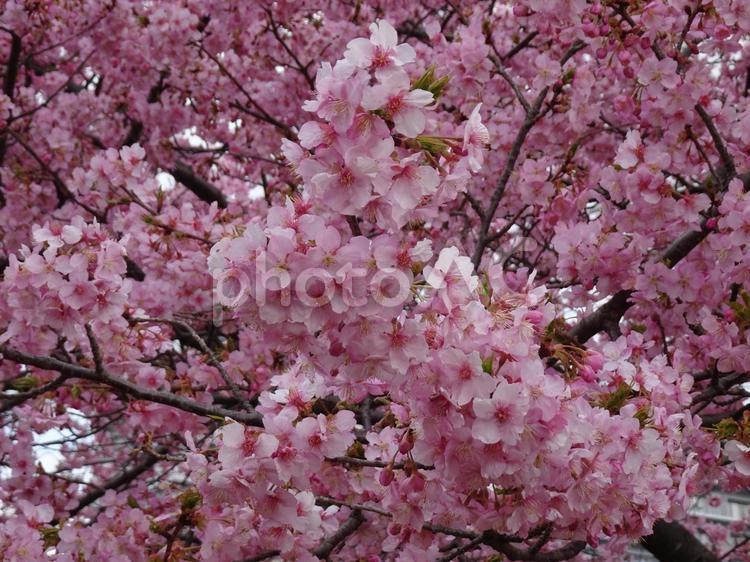 小さな公園の桜-17 公園,桜,花びらの写真素材