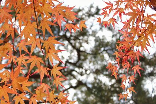 秋の紅葉 秋の紅葉の写真