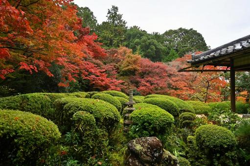 紅葉色付く錦秋の詩仙堂丈山寺 日本庭園 紅葉色付く錦秋の詩仙堂丈山寺 日本庭園 詩仙堂,紅葉,さつきの写真素材