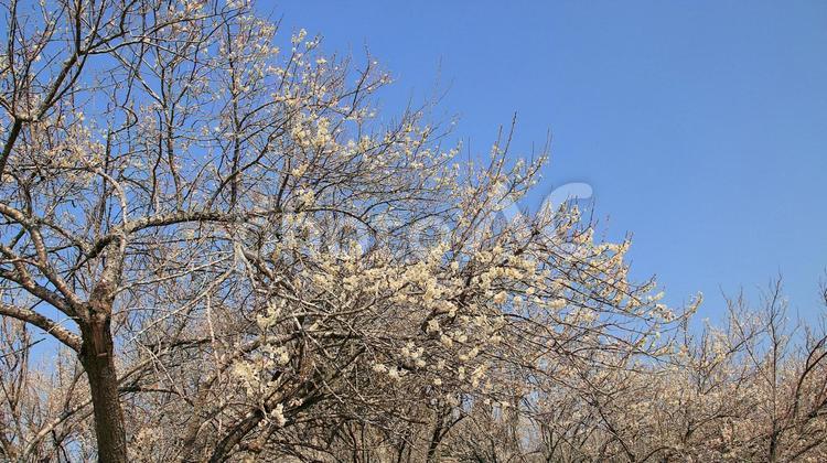 白糸自然公園の梅の花 梅の花,花,梅園の写真素材