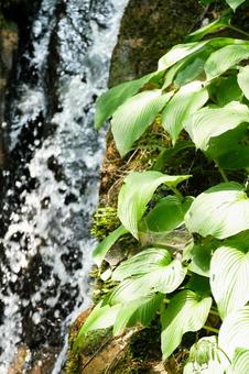 新緑の葉と清流 清流,新緑,葉の写真素材