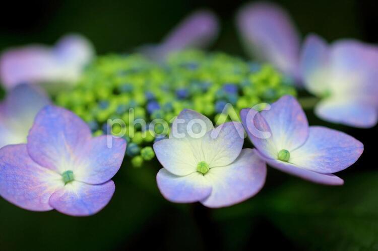 ガクアジサイ　青い花 あじさい,アジサイ,紫陽花の写真素材