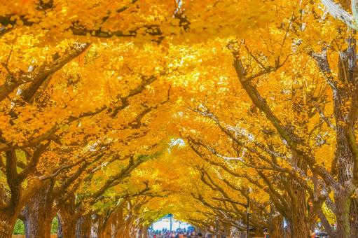 明治神宮外苑 いちょう並木 明治神宮外苑 いちょう並木 外苑前,イチョウ並木,紅葉の写真素材