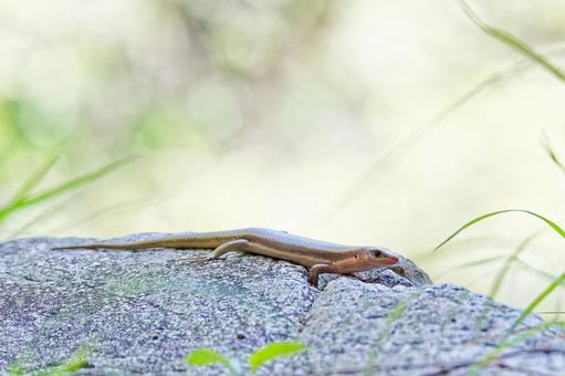 春、姿を現したニホンカナヘビ ニホンカナヘビ,日本金蛇,トカゲの写真素材