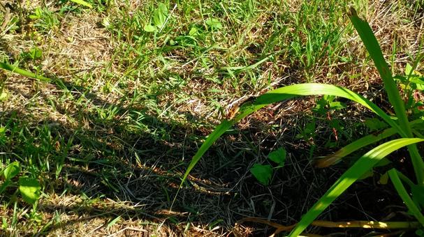 シオヤアブは獰猛なハンター シオヤアブは獰猛なハンターの写真