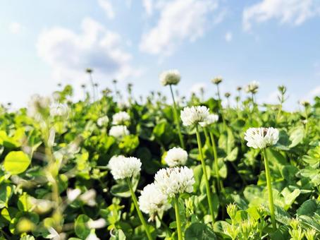 シロツメクサの花と青空 シロツメクサの花と青空 シロツメクサ,花,フラワーの写真素材