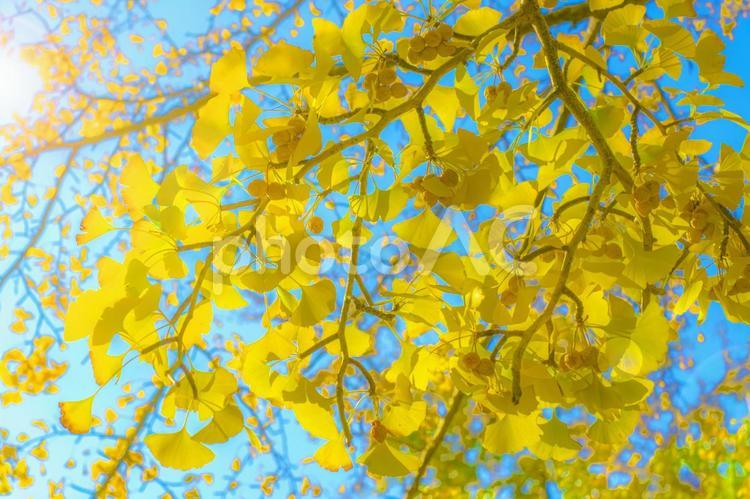 銀杏の実がなるイチョウ イチョウ,紅葉,黄色い葉の写真素材