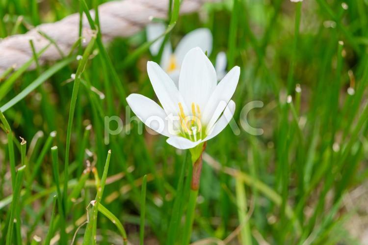 緑の中に咲く白いタマスダレ タマスダレ,白,花の写真素材