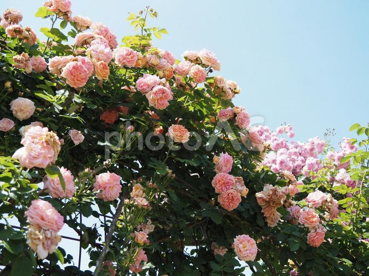 薔薇 薔薇,ローズ,薔薇の花の写真素材