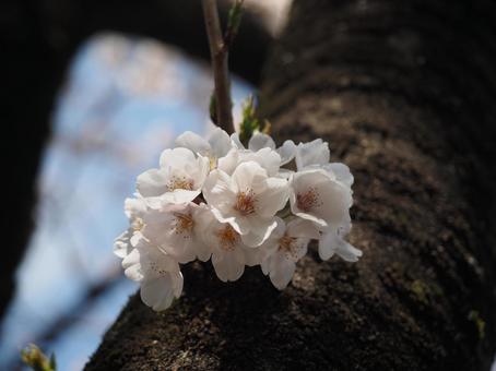 桜のアップの写真