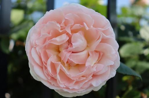 貴賓ある薔薇 貴賓ある薔薇 薔薇,花,綺麗の写真素材