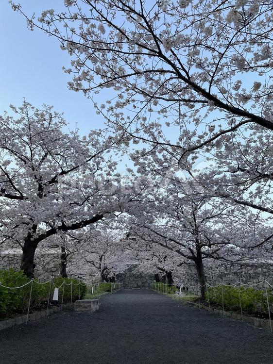 桜並木　お花見 お花見,桜,福岡の写真素材